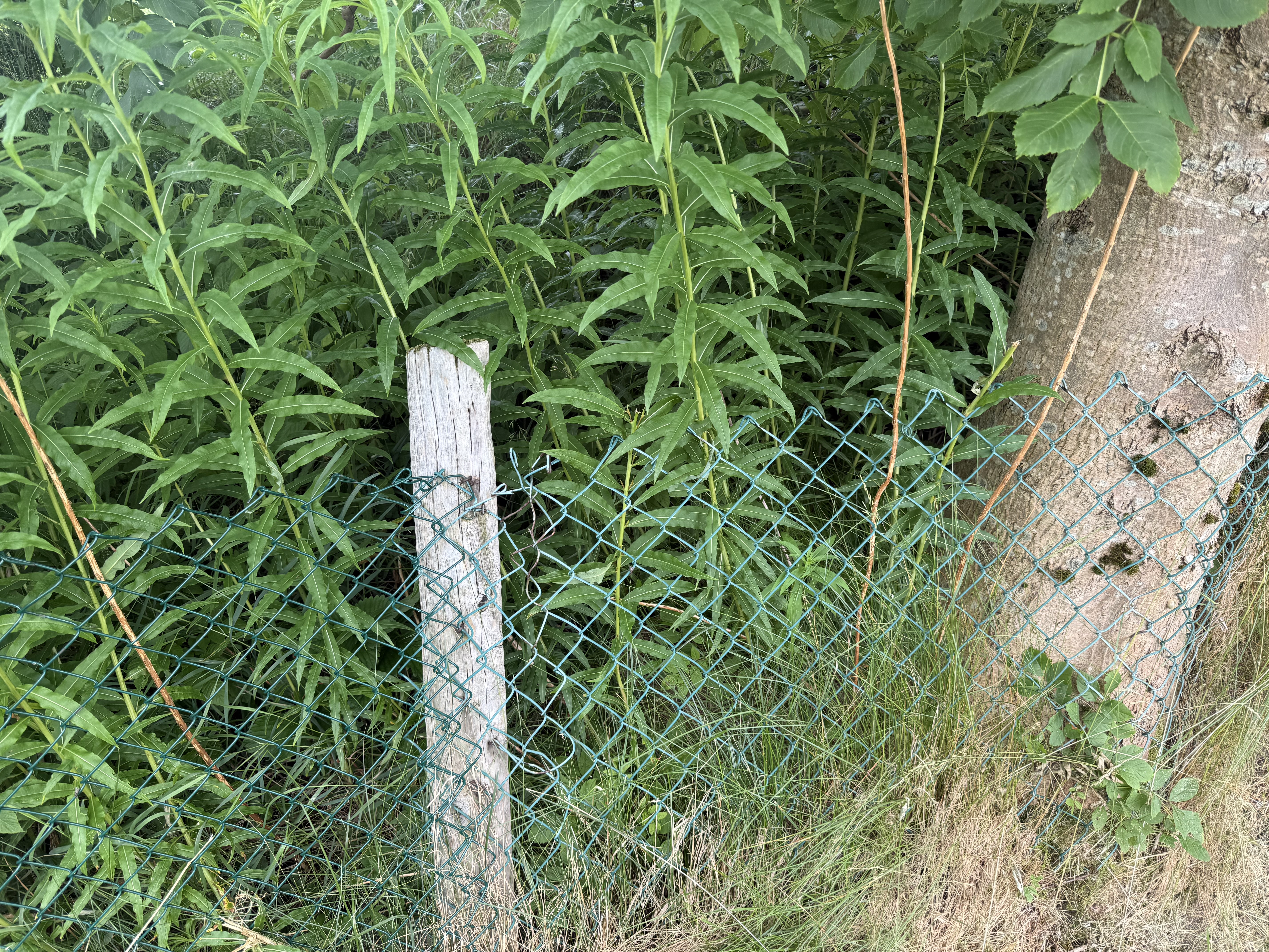 IMG_0556.jpeg